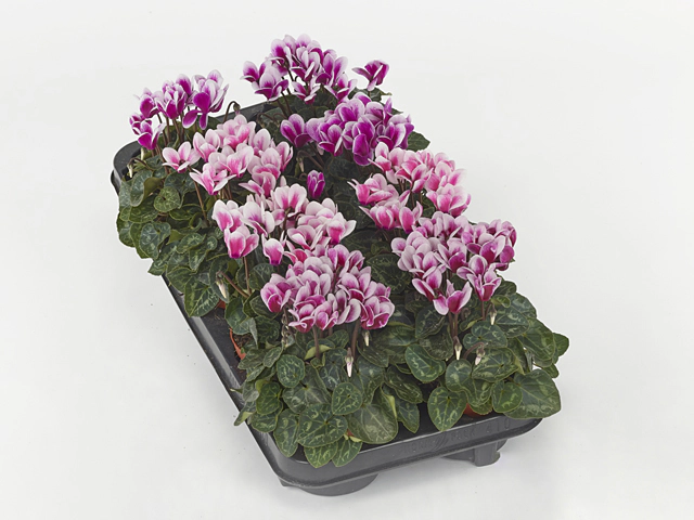 Cyclamen persicum small flowered Goblet Shine