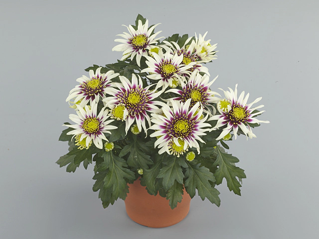 Chrysanthemum (Indicum Grp) Artistic Pablo