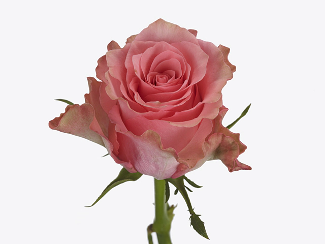 Роза крупноцветковая "Jazzeberry"