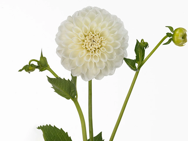 Dahlia (Ball Grp) 'Boom Boom White'