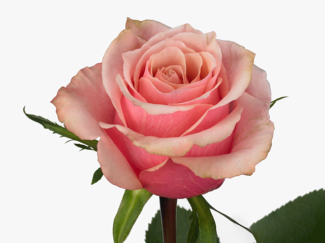 Роза крупноцветковая "Diana"