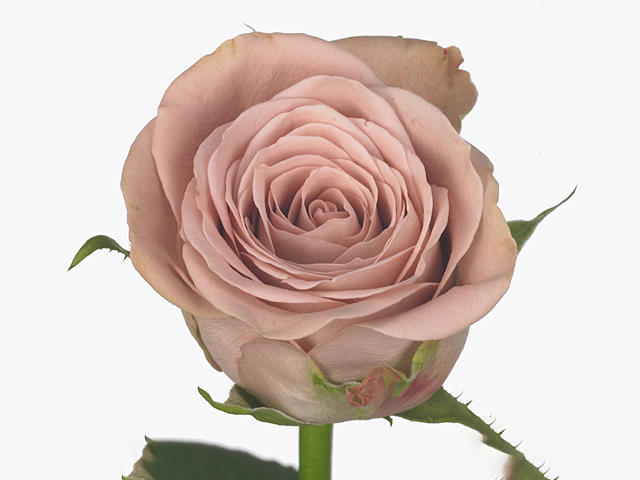 Роза крупноцветковая "Cappuccino"