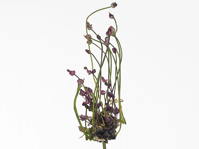 Allium scorodoprasum 'Art'