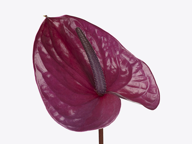 Anthurium (Andreanum Grp) Utah