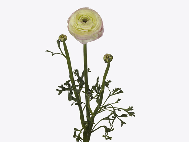 Ranunculus asiaticus Success Felicidade