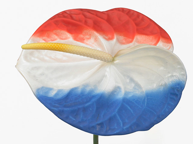 Антуриум Андре "Acropolis" colour treated French Flag H%
