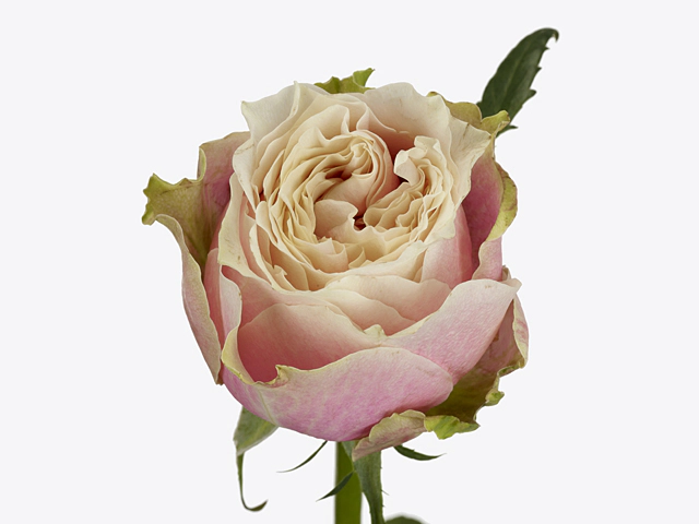 Rosa large flowered Helen of Troy@