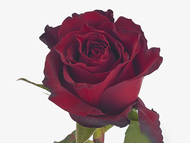 Роза крупноцветковая "Remember"