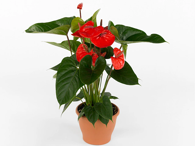 Anthurium (Andreanum Grp) Bugatti Royale