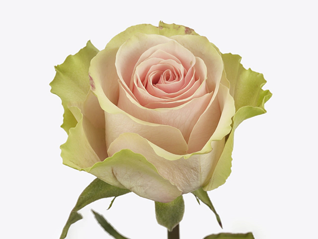 Роза крупноцветковая "Frutteto"