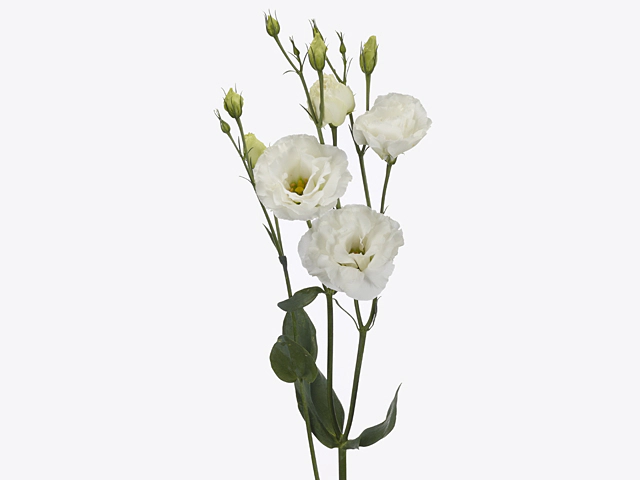 Eustoma russellianum double flowered LisAdora  White