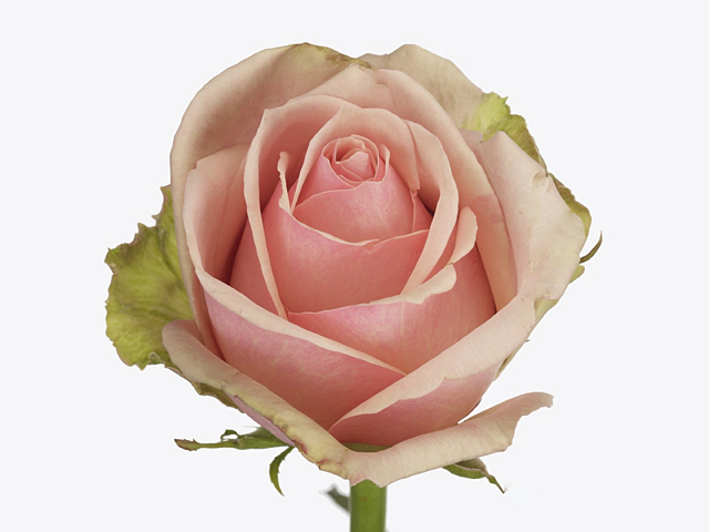 Rosa large flowered Donnatella