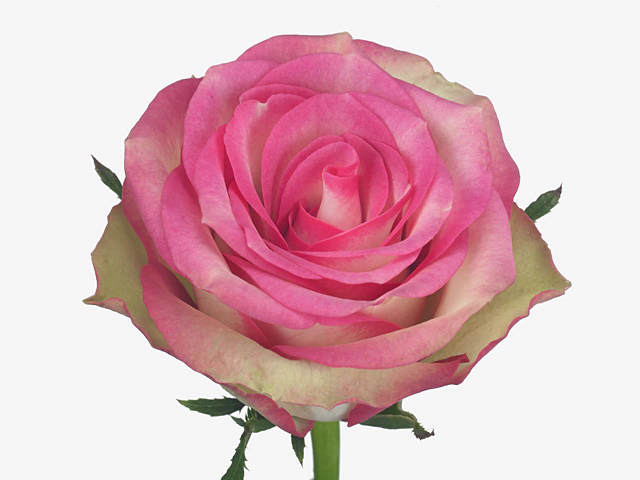 Роза крупноцветковая "Gina"