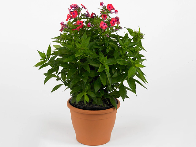 Phlox (Paniculata Grp) Coral Flame