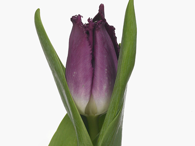 Tulipa (Fringed Grp) 'Purple Crystal'