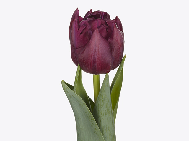 Tulipa Double Early Grp 'Alison Bradley'