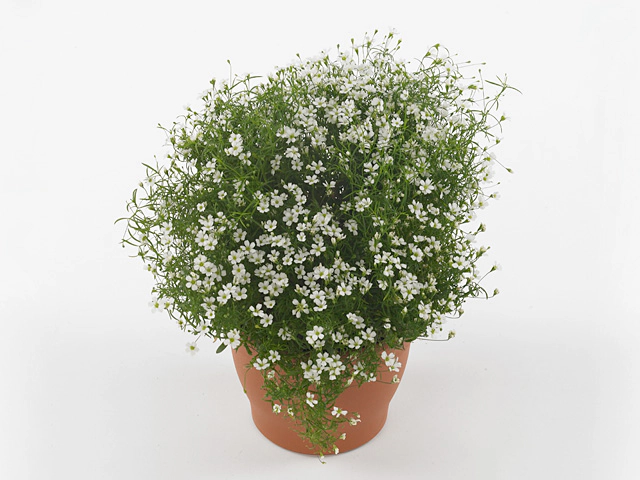 Gypsophila muralis Gypsy White