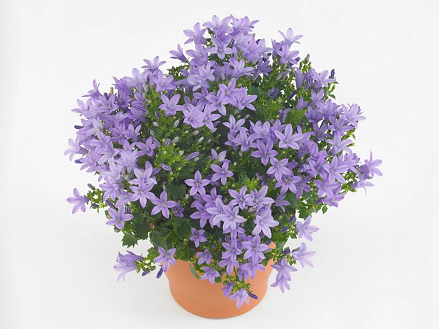 Campanula portenschlagiana 'Ambella Lavender'