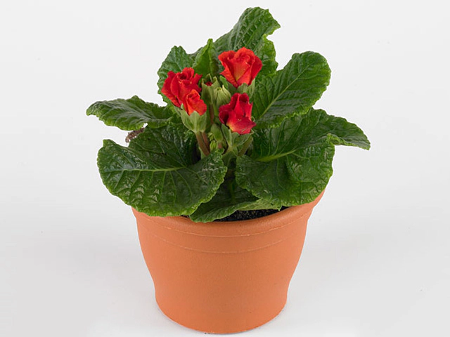 Primula (Acaulis Grp) Primasan Red