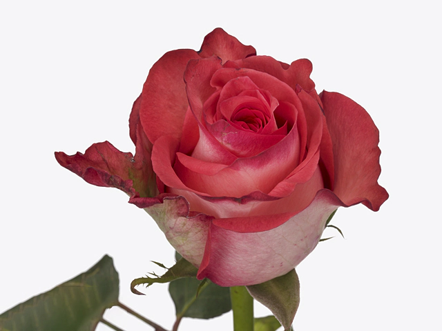 Роза крупноцветковая "Carmen"