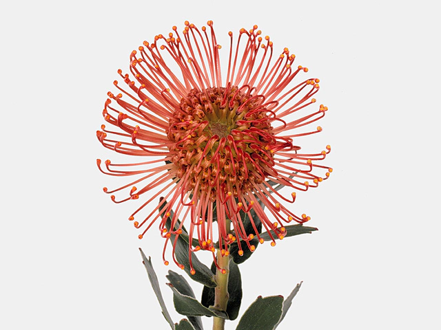 Leucospermum cordifolium 'Sunrise'