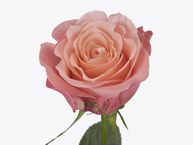 Роза крупноцветковая "Maureen"