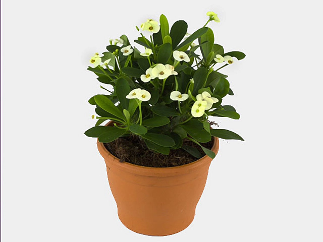 Euphorbia (Milii Grp) 'Helena'
