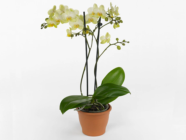 Phalaenopsis 'Tropic Multi Lemon'