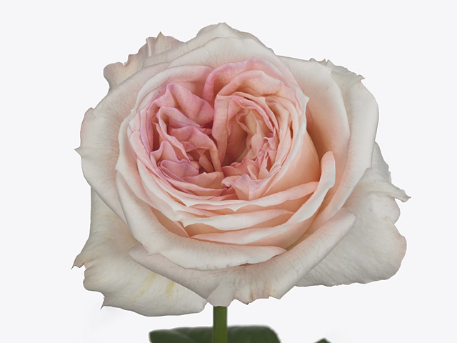 Роза крупноцветковая "Angie Romantica"