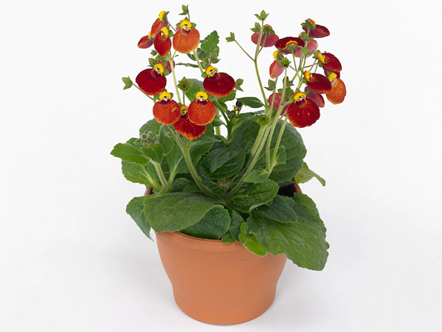 Calceolaria Calynopsis Red