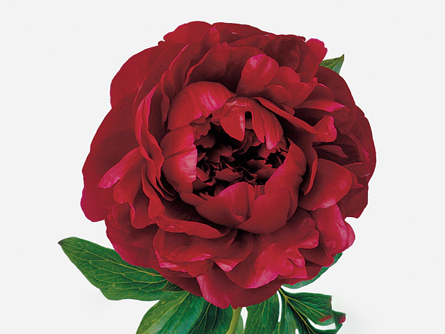 Paeonia (Herb. Hybrid Grp) 'Henry Bockstoce'