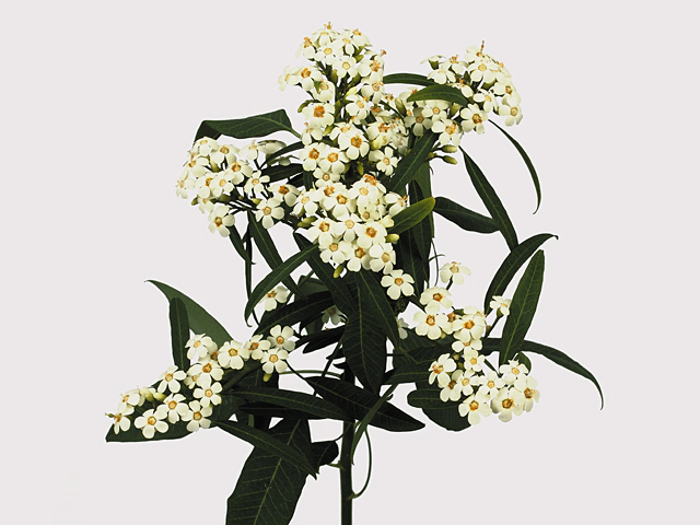 Euphorbia fulgens branched 'Quicksilver'