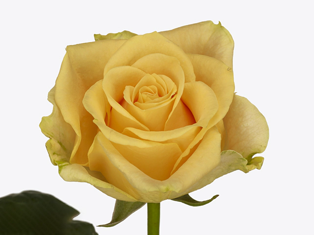 Rosa large flowered Yellow Sun