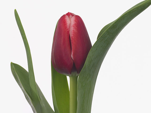 Тюльпан Триумф "Editie NL"