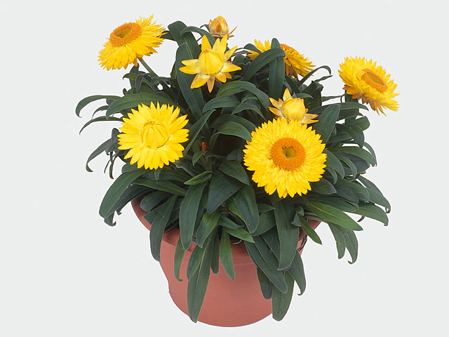 Xerochrysum Dreamtime Jumbo Yellow