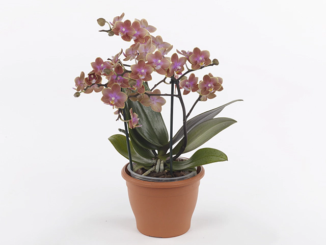 Phalaenopsis Multifloratypes Floriclone Dusty Belle