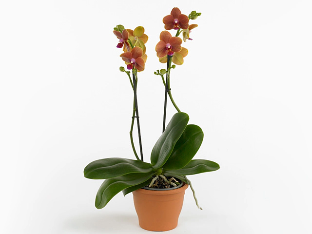 Phalaenopsis Multifloratypes Floriclone Copper Buddha