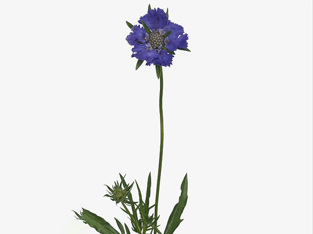 Scabiosa 'Isabelle'