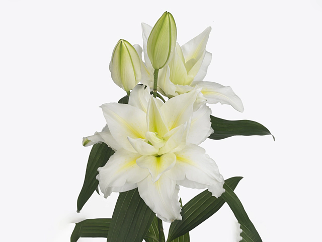 Lilium (Oriental Grp) double Roselily Jisca