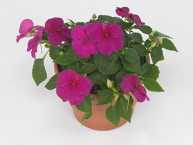 Impatiens (Walleriana Grp) 'Dezire Violet'