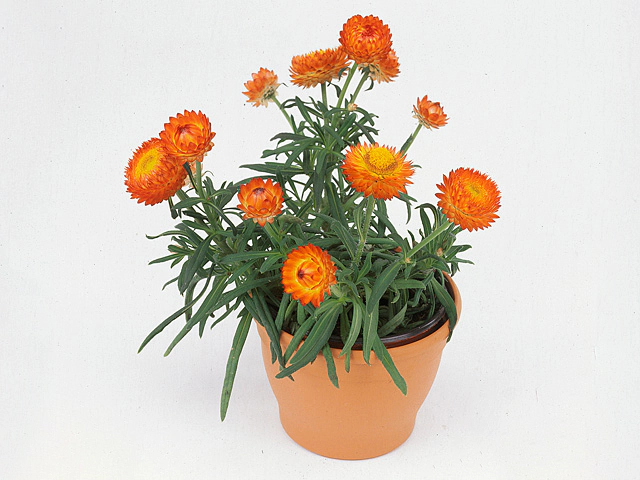 Xerochrysum Dreamtime Copper