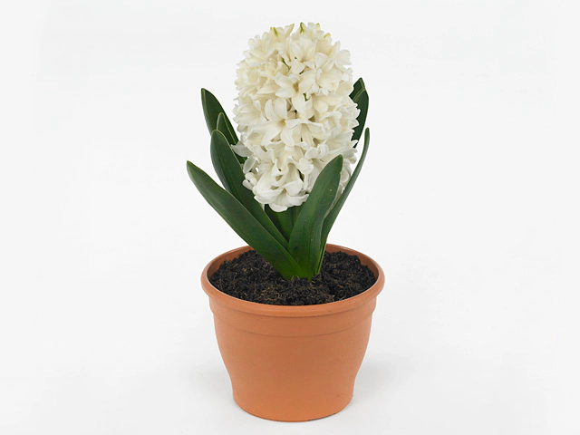 Hyacinthus orientalis 'White Ideal'