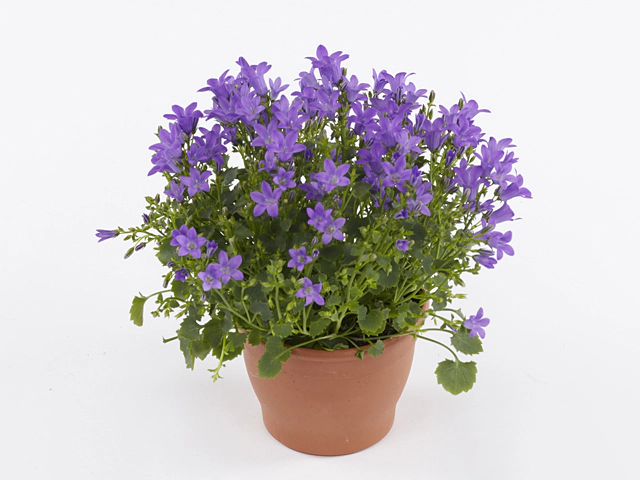 Campanula portenschlagiana Blueone