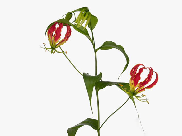 Gloriosa superba 'Tomas de Bruyne'