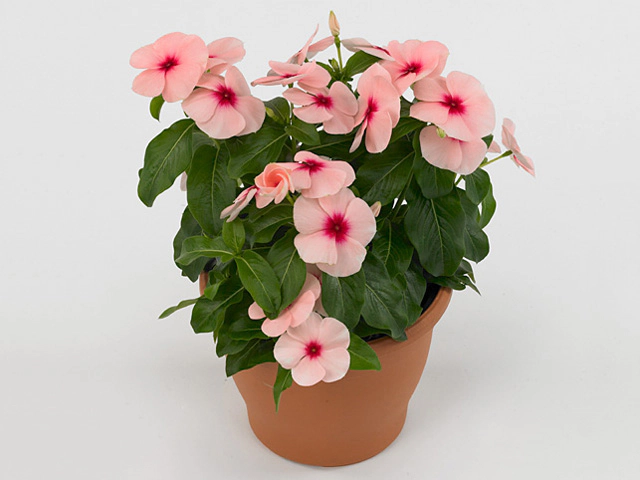 Catharanthus roseus 'Pacifica XP Apricot'