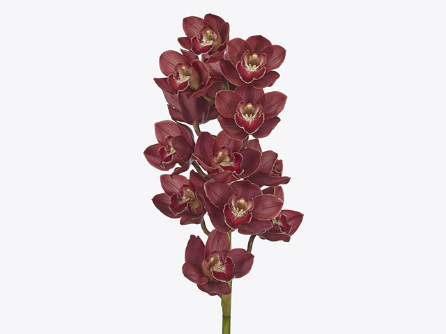 Cymbidium large flowered Khan Fury 'Pretty Jennifer'