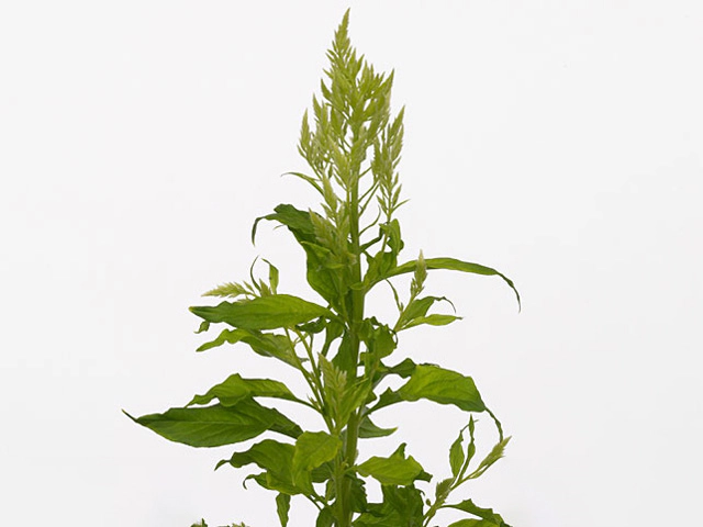 Celosia argentea Sylphid Green