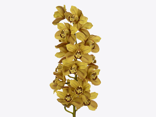 Cymbidium large flowered 'Australian Tiger'