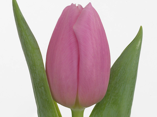 Tulipa (Triumph Grp) 'Pink Twist'