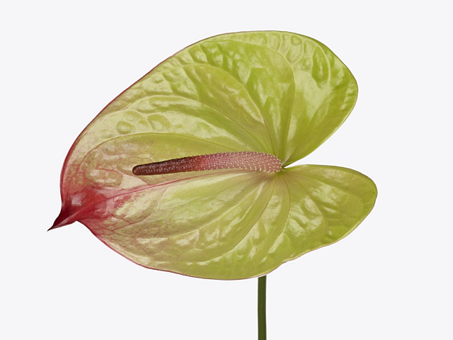 Anthurium (Andreanum Grp) Paseo